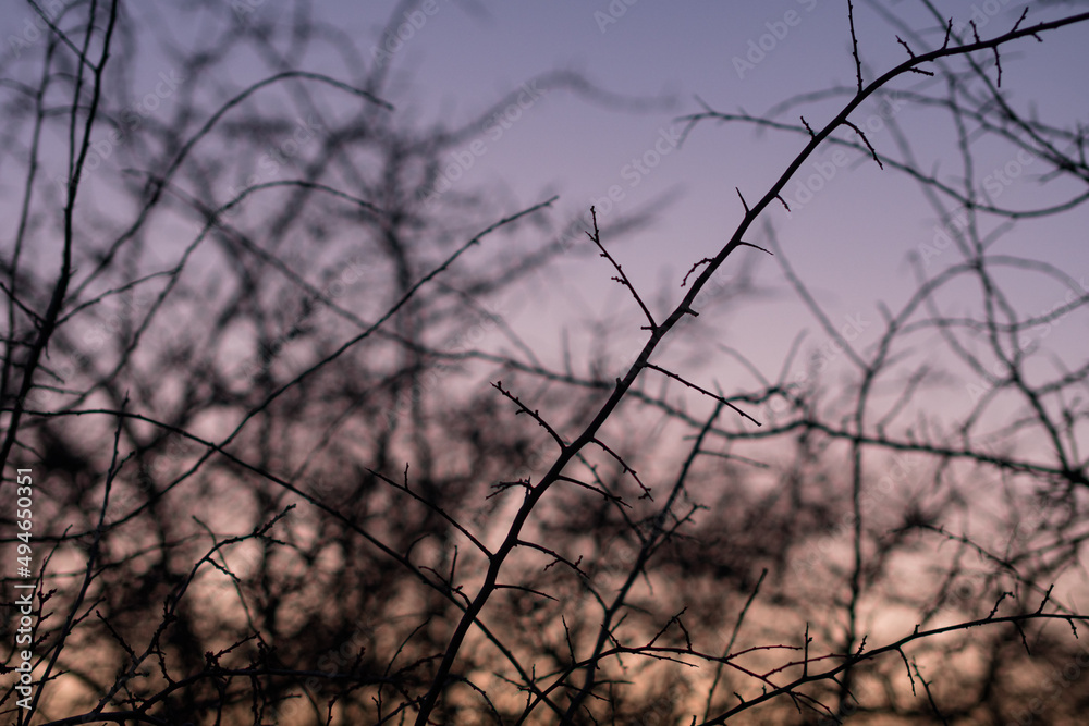 branches of a piece of thorns at sunset branches of a piece of thorns at sunset
