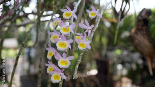Beautiful blossom yellow and pink Dendrobium primulinum in garden.