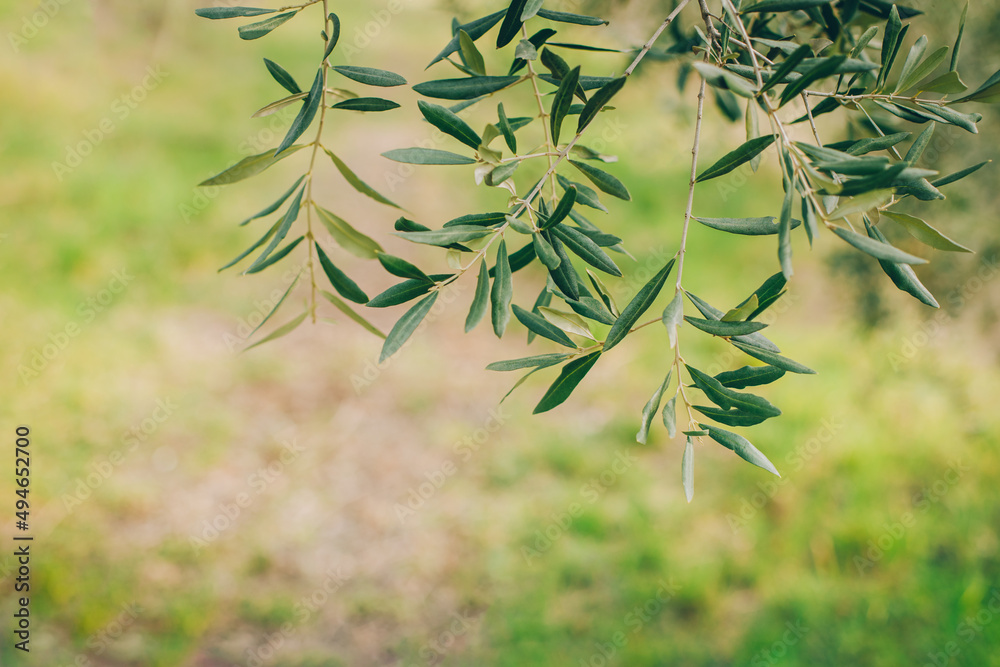 Fototapeta premium Fresh branches of olive tree in a spring garden.