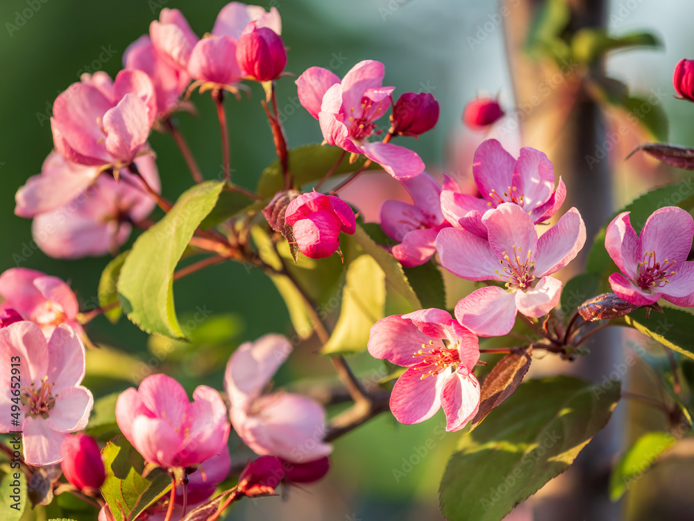 Fototapeta premium Fresh pink flowers of a blossoming apple tree with blured background