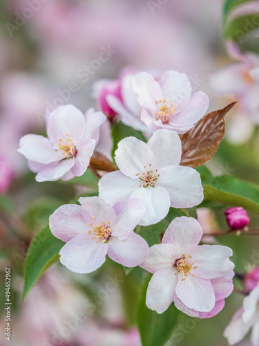 Fresh pink flowers of a blossoming apple tree with blured background