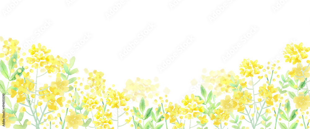 菜の花 春の水彩ベクター イラスト
