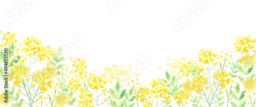 菜の花 春の水彩ベクター イラスト