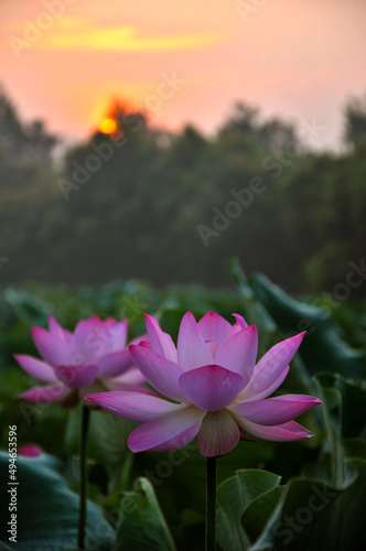 Blossoming lotus flowers in sunset