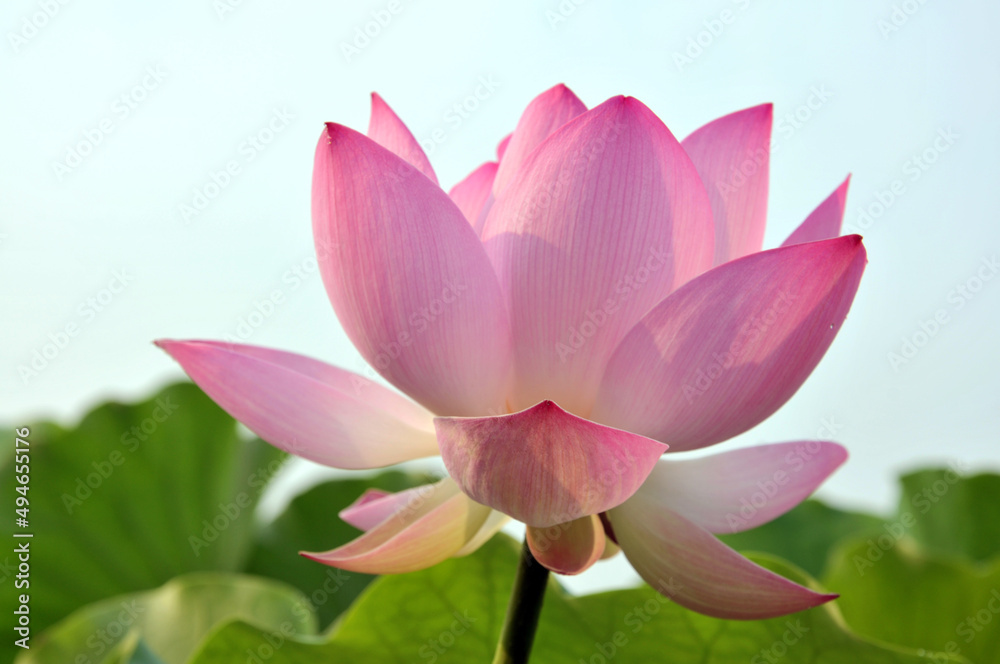 Blossoming lotus flowers