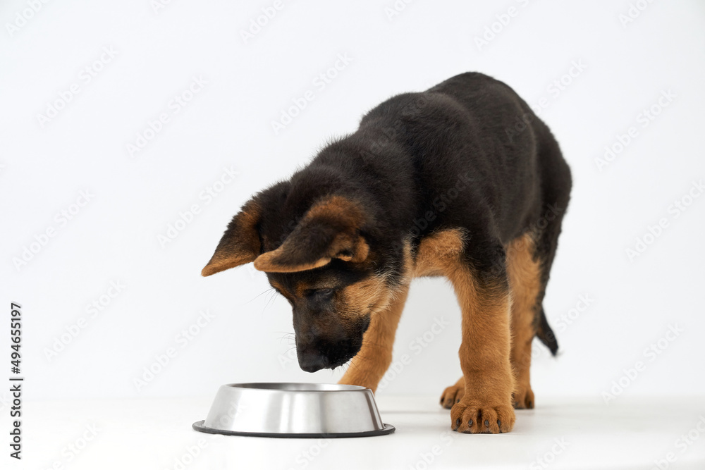 Obraz premium Front view of lovely retriever puppy with black brown fur awaiting for meal leaning over metal bowl. Full length of cute young domestic shepherd isolated on white studio background. Concept of pets.