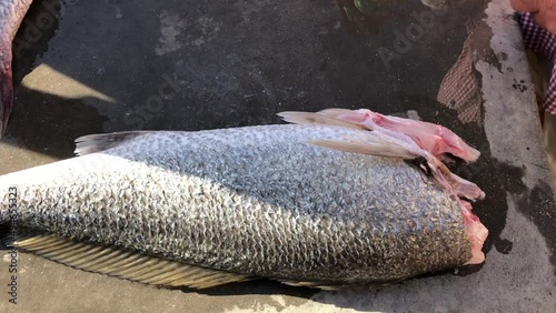 Cleaning and filleting sea fish outdoors.Cleaning Kabeljou fish in Namibia on the west coast of Africa. Scaling fish is a messy job but a useful skill to have if you are a fisherman.  photo