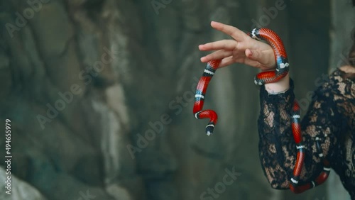 Portrait close-up female hands holding aspred red royal milk snake - sinaloa. Gothic fantasy woman dark queen of snakes and poison. Silhouette girl vampire. black vintage medieval dress. Face cropped. photo