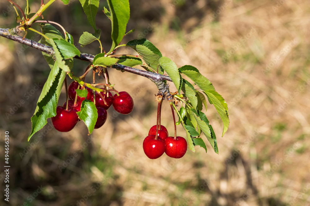 Obraz premium Close up of fresh ripe juicy red cherries from near Wiesbaden/Germany 