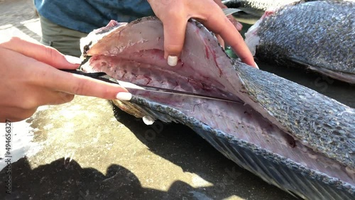 Cleaning and filleting sea fish outdoors.Cleaning Kabeljou fish in Namibia on the west coast of Africa. Scaling fish is a messy job but a useful skill to have if you are a fisherman.  photo