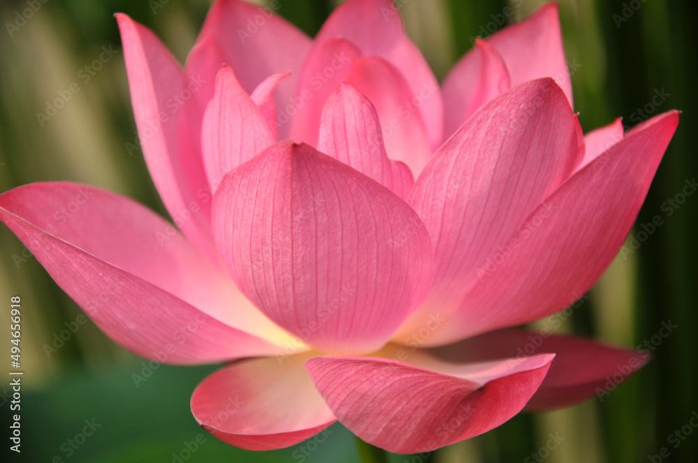 Blossoming lotus flowers Blossoming lotus flowers