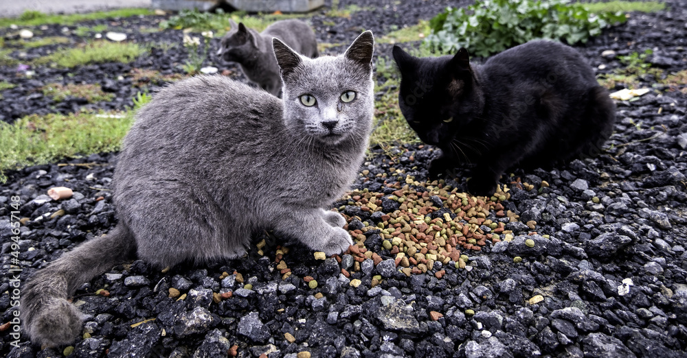 Obraz premium Street abandoned cats