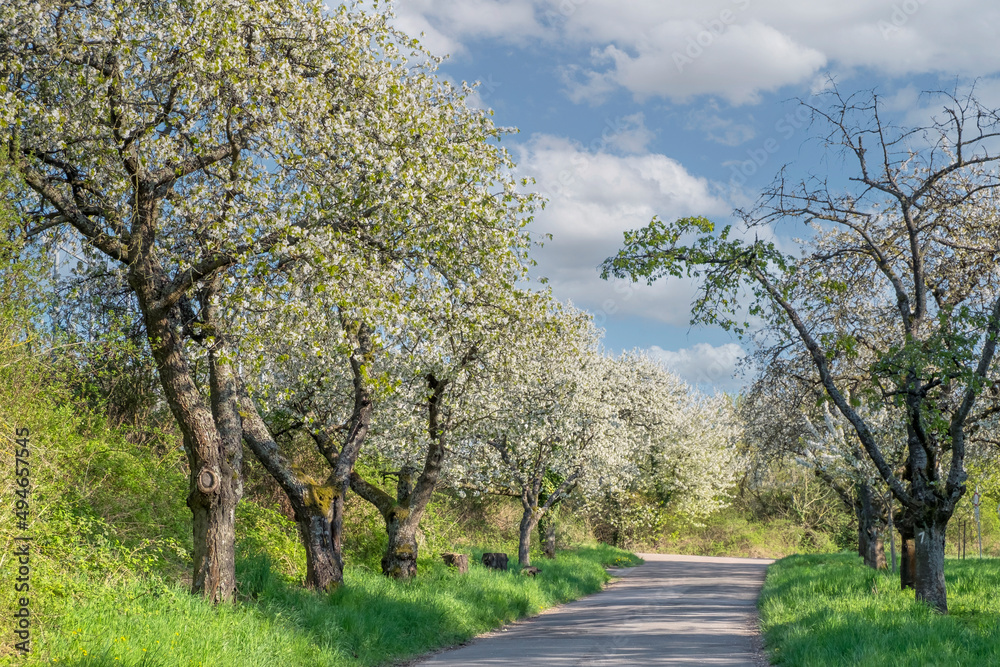Blühende Kirschbäume (Prunus avium), Pfalz Blühende Kirschbäume (Prunus avium), Pfalz