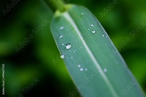 Close-up water drops on grass blade