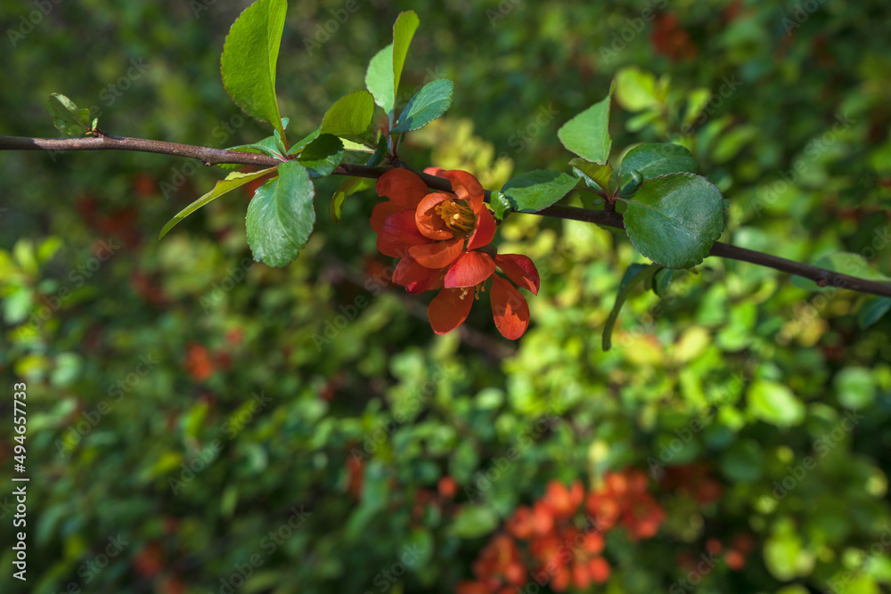 branch of chinese quince in bloom