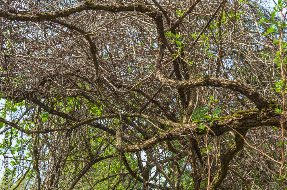 branches of ampelopsis aconitifolia at springtime branches of ampelopsis aconitifolia at springtime