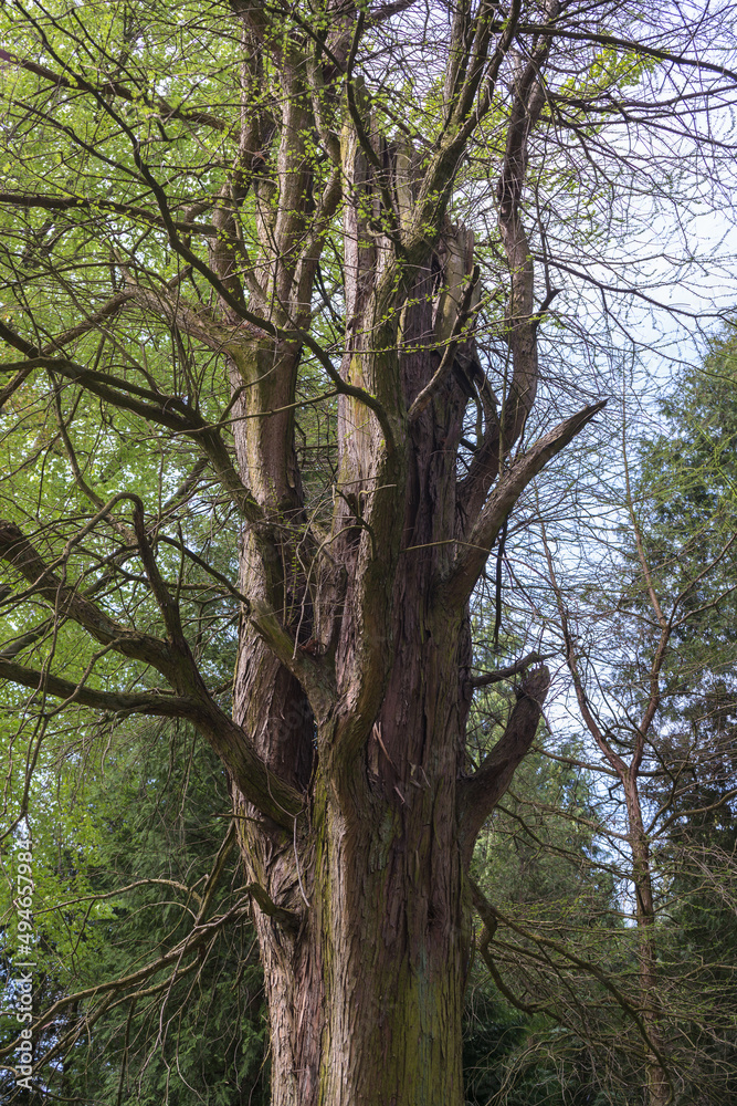 Taxodium distichum (cupressus disticha L) 1914 Taxodium distichum (cupressus disticha L) 1914