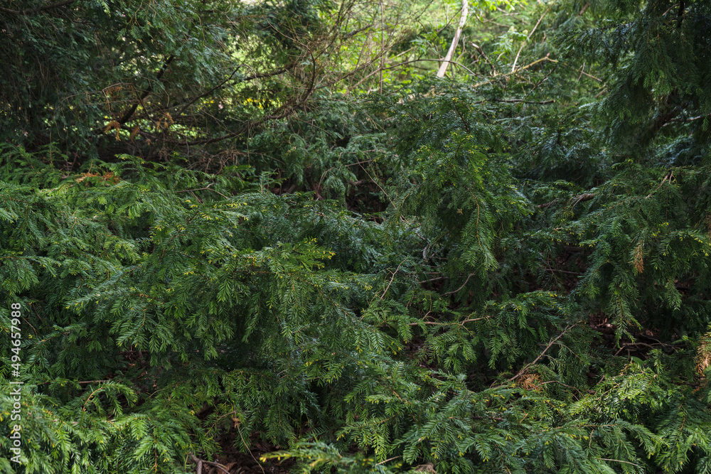 Fototapeta premium taxus baccata branches