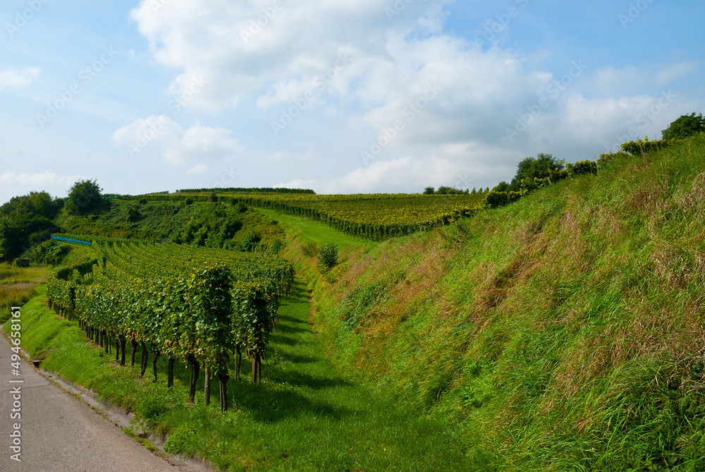 Obraz premium Weinberge Reben