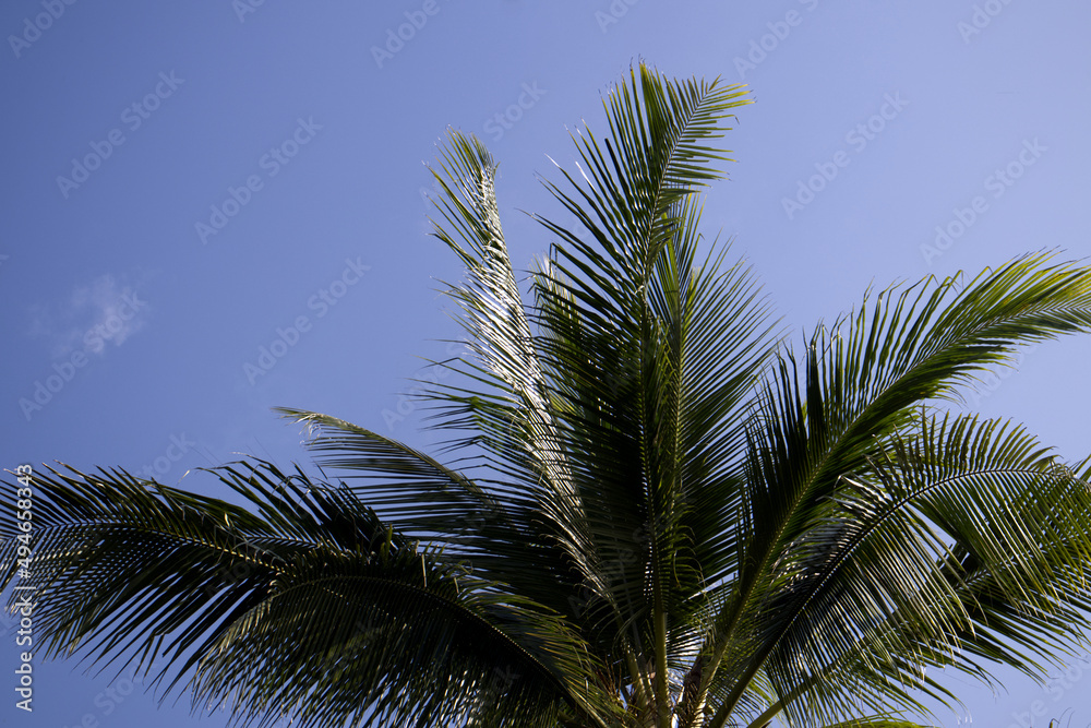 palm tree leaves and sky