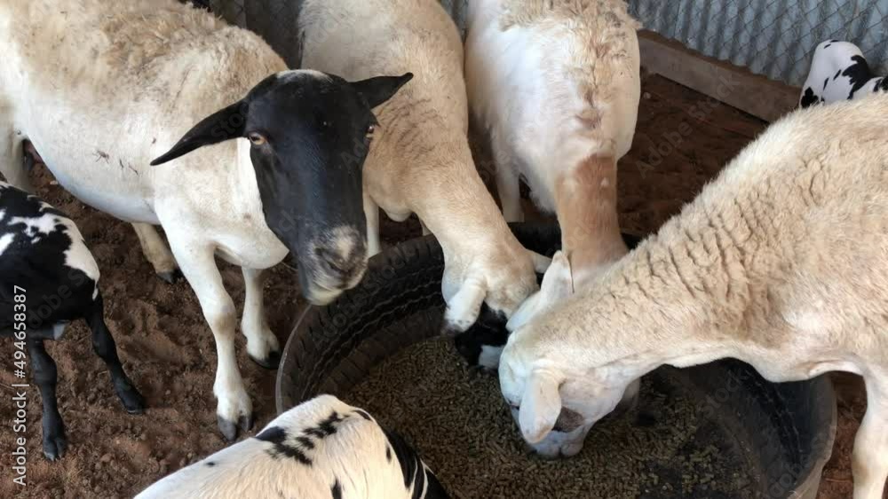 Indigenous African sheep feeding on pellets.The Damara is a breed of domestic sheep and was originally from Eastern Asia and Egypt. The breed then moved down to the present day Namibia and Angola. Indigenous African sheep feeding on pellets.The Damara is a breed of domestic sheep and was originally from Eastern Asia and Egypt. The breed then moved down to the present day Namibia and Angola.
