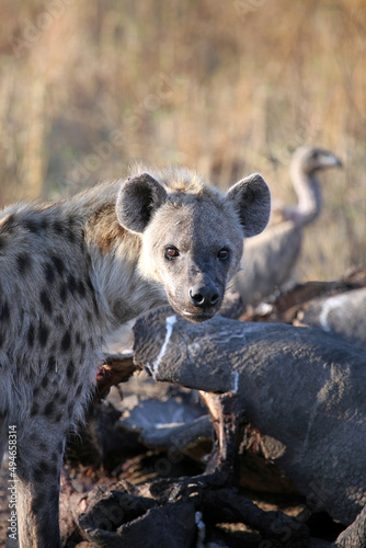 Close up of a Hyena on a kill, South Africa 