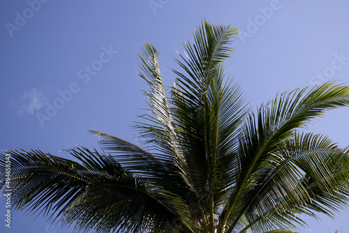 palm tree leaves and sky