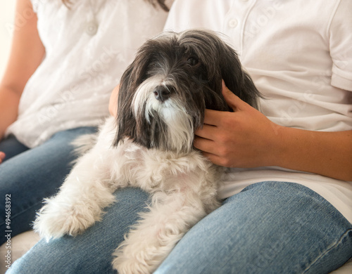 Quadro em tela Cute dog sitting on the kid's lap