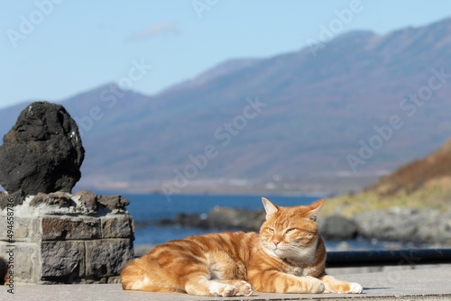 Slika na platnu Kurilian Bobtail, red color, Kunashir Island, South Kuriles