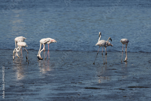 Flamencos alimentandose en el agua.