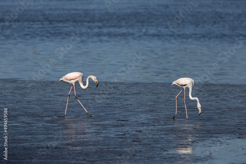 Flamencos alimentandose en el agua.