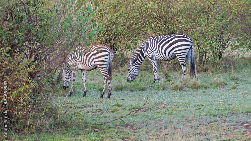 The zebras graze on the African savannah in Kenya. The zebras graze on the African savannah in Kenya.