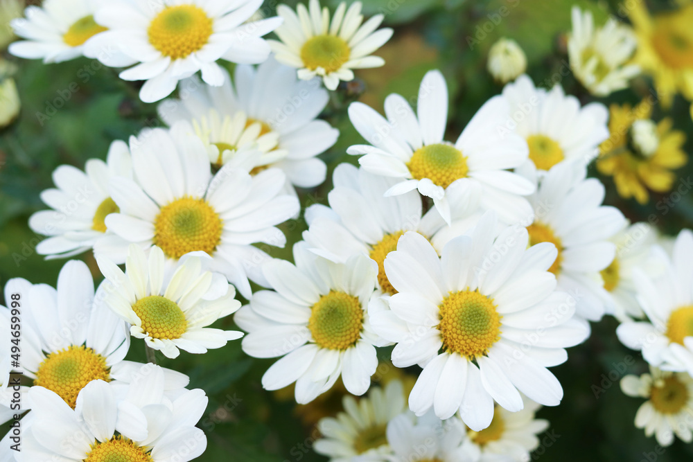 Obraz premium Garden white beautiful Daisies on a natural background. Flowering of daisies. Common Daisy. Dog daisy. Gardening concept. Leucanthemum vulgare. Chamomile Daisy flowers on blurred green background