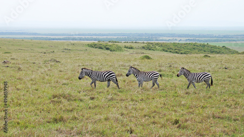 The zebras graze on the African savannah in Kenya.