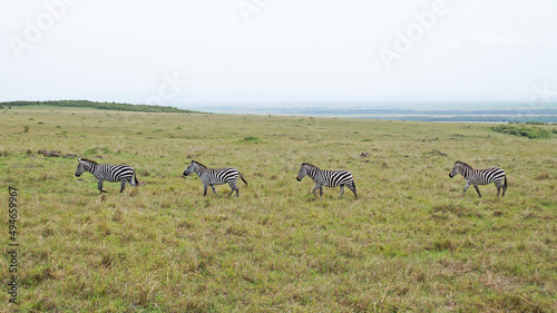 The zebras graze on the African savannah in Kenya.