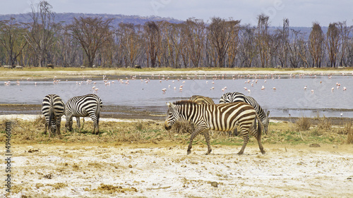 A herd of lowland zebras graze on the shores of Lake Nakuru in Kenya. A herd of zebras in the middle of the African savannah graze on trout among acacias. © romanklevets