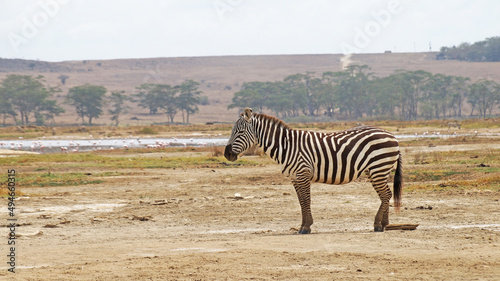 The plain zebra walks and grazes on the green plains of Kenya. Zebra in the pasture.