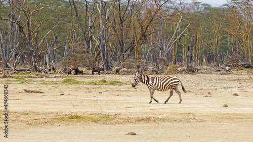 The plain zebra walks and grazes on the green plains of Kenya. Zebra in the pasture.