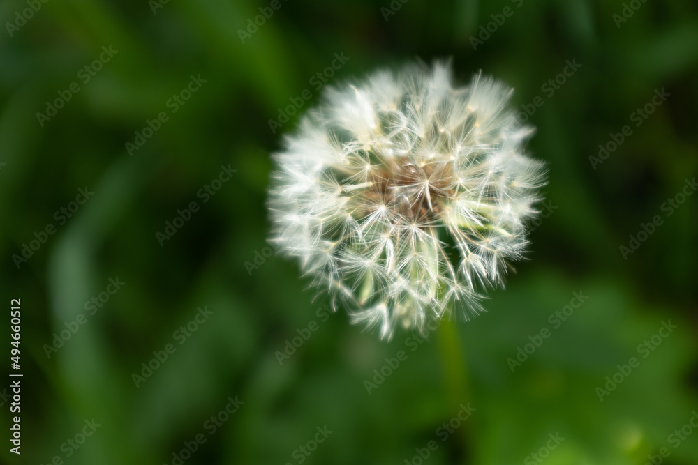 A singler fluffy dandelion on a blurred green background. Side view of large dandelion on the bon, close-up. A backing with dandelion for branding, calendar, postcard, poster, banner, cover, website