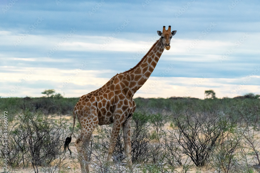 Close up of a single giraffe in the bush, Botswana