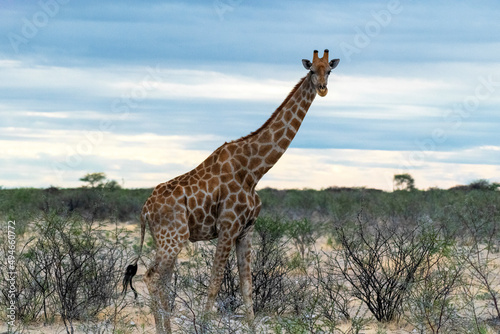 Close up of a single giraffe in the bush, Botswana