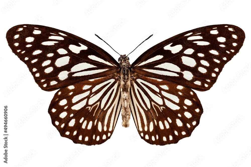 Butterfly species Tirumala limniace Butterfly species Tirumala limniace