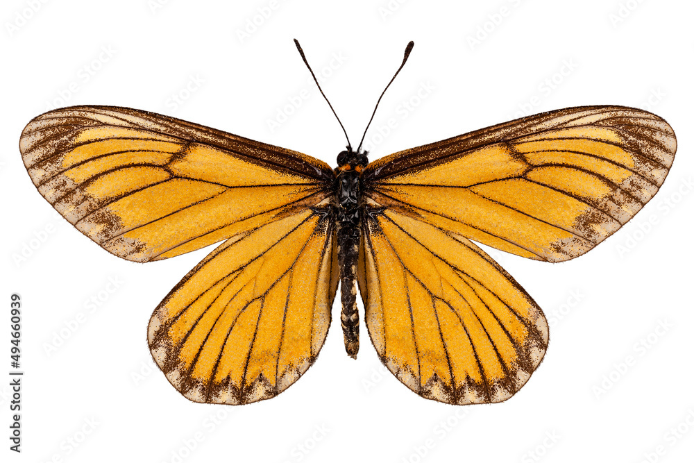 Butterfly species Acraea issoria Butterfly species Acraea issoria