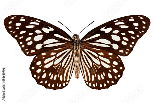 Butterfly species Tirumala limniace "Blue Tiger"