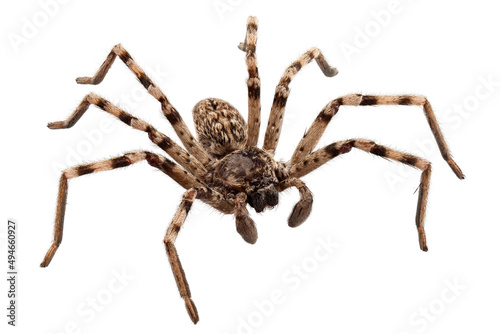 Print op canvas wolf spider lycosa sp