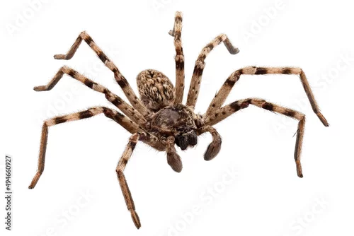 Fototapeta wolf spider lycosa sp