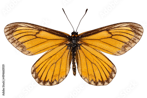 Butterfly species Acraea issoria "Yellow Coster"