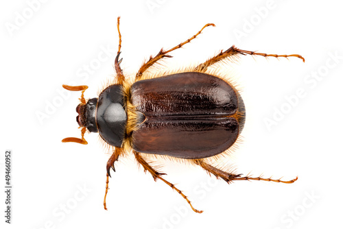  cockchafer or june beetle 