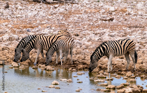 several zebras drinking at waterhole  Etosha National Park  Namibia