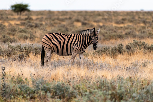 Close up of a zebra in Etosha National Park  Namibia